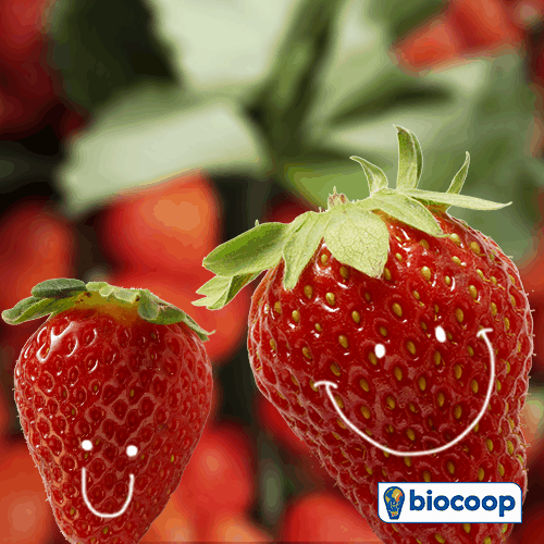 Le fruit du mois de mai : la fraise Le fruit du mois de mai : la fraise
